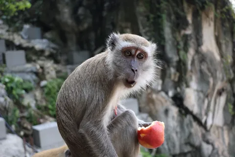 Gray-furred monkey holding a bitten red apple in a wooded setting.